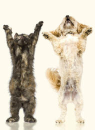 Shih Tzu Poodle Cross and Kitten Reach Upwards