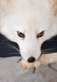 Artic Fox Vulpes lagopus