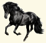 Black Stallion Galloping