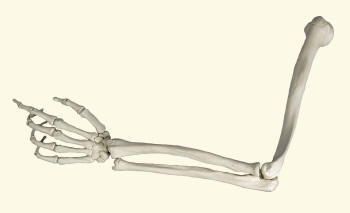Bones of Human Arm