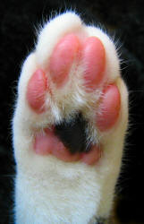 Foot of Domestic Cat