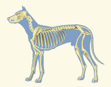 Dog Skeleton on Light Background