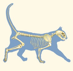 Domestic Cat Skeleton Revealing Paws
