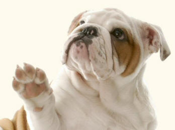 English Bulldog Puppy Raising Paw