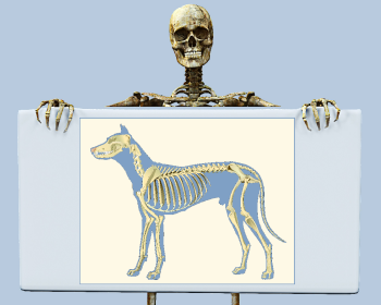 Human and Dog Skeletons Anatomy Illustration Revealing Paws