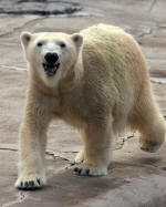 Polar Bear Pacing
