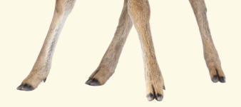 Roe Deer Fawn Capreolus capreolus toes