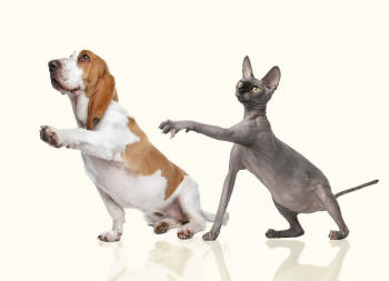 Basset Hound and Sphynx Cat Pointing