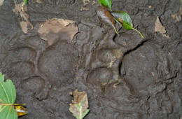 Track of a Siberian Tiger in Mud