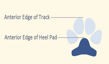 Anterior Edges of Track and Heel Pad Illustrated