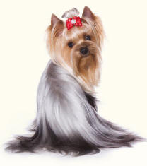 Yorkshire Terrier for Show