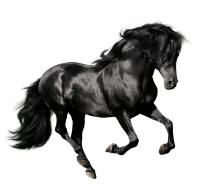 Black Stallion