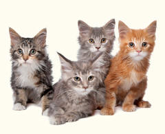 Maine Coon Kittens