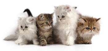 Persian Kittens Pedigree