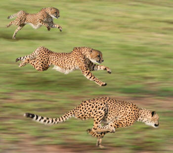 Cheetahs Acinonyx jubatus suspension gallop