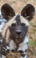 African Hunting Dog lycaon pictus