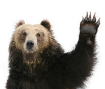 Brown Bear ursus arctos