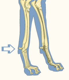 Carpal Joint Illustration Revealing Paws