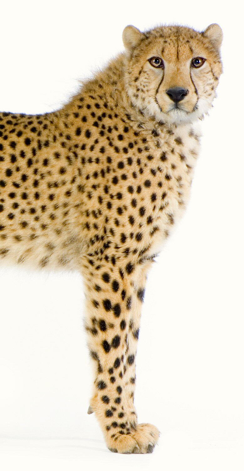 cheetah paw