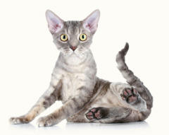 Devon Rex Cat Showing Hind Paw