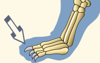 Distal Phalanges of Domestic Cat Forefoot