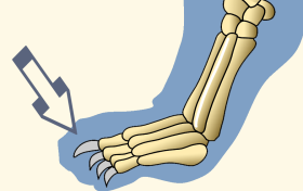 Distal Phalanges of Domestic Cat Forefoot Revealing Paws