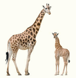 Giraffe giraffa camelopardalis
