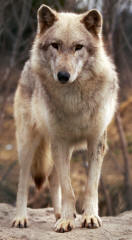 Grey Wolf canis lupus