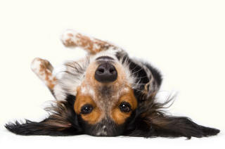 Mixed Breed Dog Upside Down