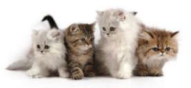 Persian Purebred Kittens