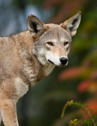 Red Wolf canis lupus