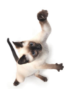 Siamese Cat with Claws