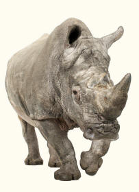 White Rhinoceros square-lipped ceratotherium simum