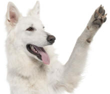 White German Shepherd Dog