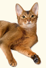 Abyssinian Cat revealing paw