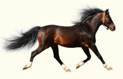 Arabian Stallion Horse At Flying Trot