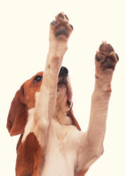 Beagle Revealing Feet and Paws