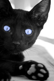 Black Kitten Blue Eyes Revealing Paw