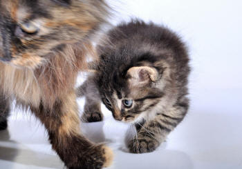 Kitten and Cat