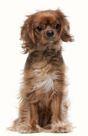 Cavalier King Charles Spaniel Feathered