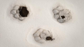 Mountain Lion Trail in Snow