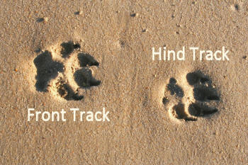 Dog Front Track and Hind Track In Sand