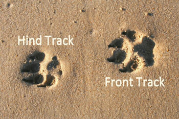 Dog Hind Track and Front Track Revealing Paws