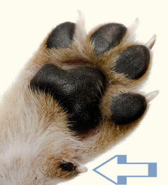 Dew Claw of Dog Paw