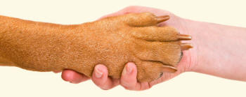 Dog Paw Human Hand