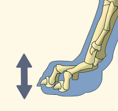 Dorsopalmar Axis Illustration Dog Forepaw Skeleton