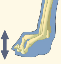Dorsoplantar Axis Illustrated With Dog Hind Paw