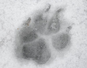 Dog Footstep in Snow Revealing Paws