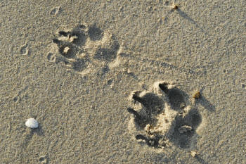 Dog Tracks in Sand Revealing Paws