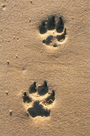 Dog Tracks Hind Paw Top